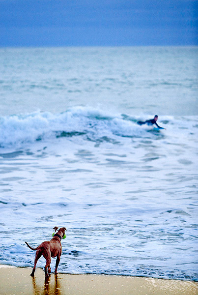 Pitbull Dog awaits his surfing human's return to shore...