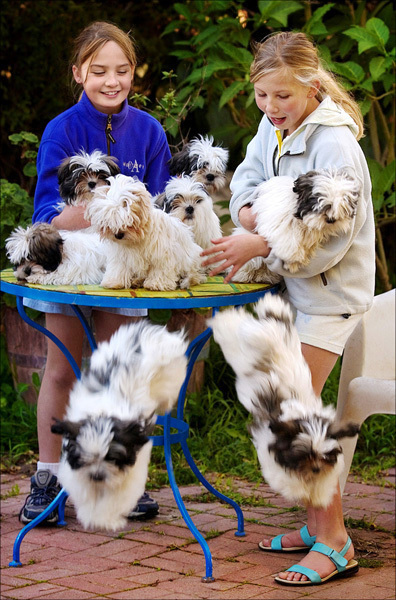 These Lamalese puppies evolved from mixing Lhasa Apsos with Maltese dogs