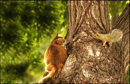 Somali cat confronts nasty squirrel in walnut tree....