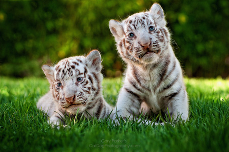 WHITE BENGAL TIGER KITTENS 10 DAYS OLD...

Click Here for Gary Parker's COMPLETE KidCatDog website