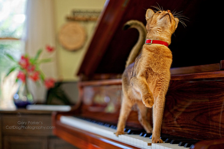 Abyssinian making music...