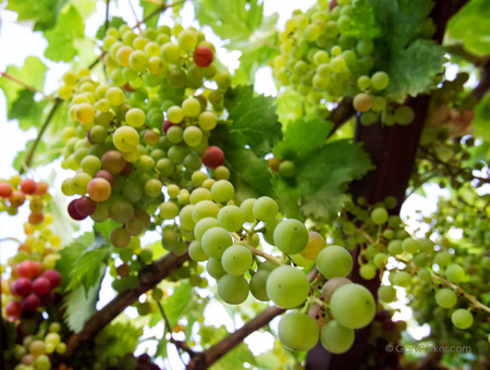 Backyard organic grapes