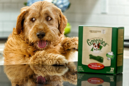 Greenies ad campaign outtake...

Click Here for Gary Parker's COMPLETE KidCatDog website
