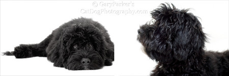 Portuguese Water Dog

Click Here for Gary Parker's COMPLETE KidCatDog website
