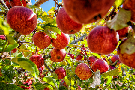 Cal Poly's Swanton Pacific Ranch Apple Orchard, a pick your own honor system orchard