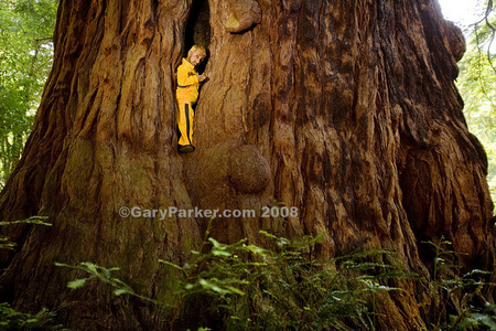 Romeo Dev, at 2 ft 9" tall and 21 pounds, fits neatly in a slit within the world's largest living thing - the giant redwood - this example being over 20' wide. 