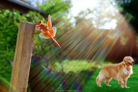 A dirty lens filter creating this unusual effect of this orange dragonfly and a Golden Retriever
