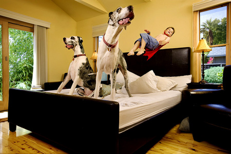 Great Danes like playing on the bed!