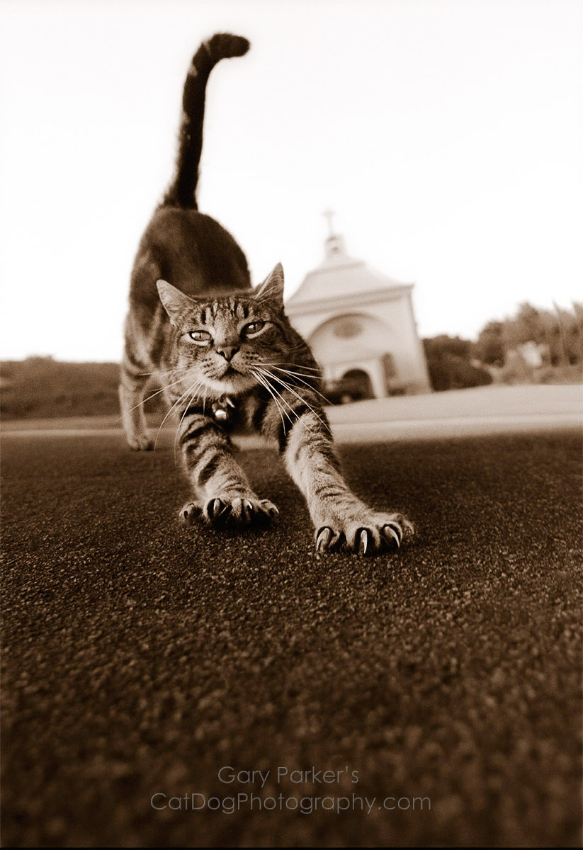 BROTHER RAY, CHURCH CAT...

Click Here for Gary Parker's COMPLETE KidCatDog website
