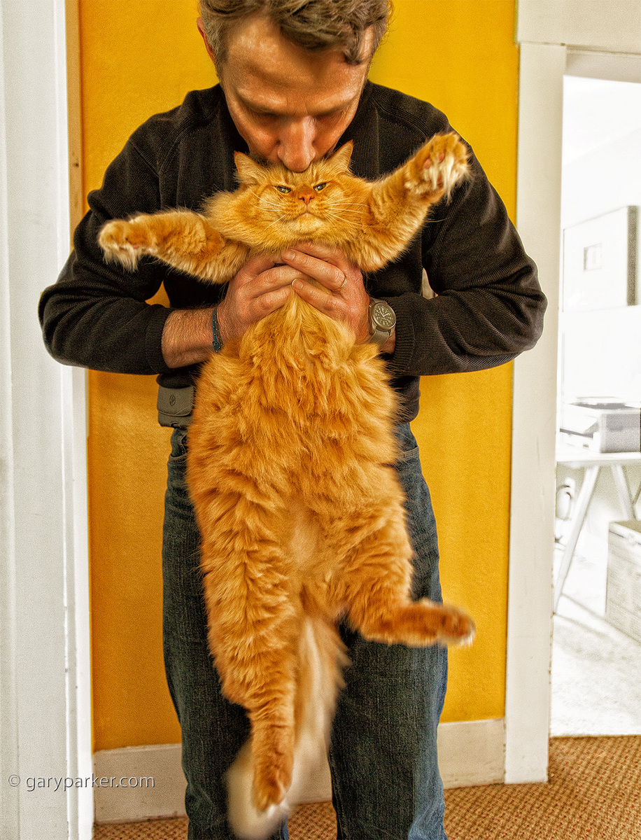 Aslan, Maine Coon, with Bill