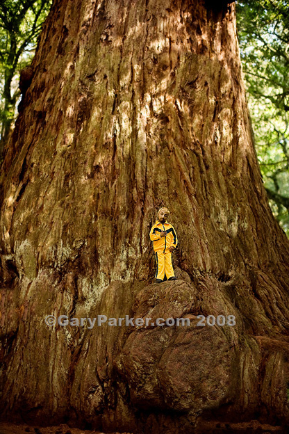 The humbling enormity of the massive redwood tree - the world's largest living thing - creates a striking contrast to Punjabi Primordial Dwarf Romeo Dev, at 20 years old, 2 ft 9" and 21 pounds one of the smallest adult human beings on Earth. 