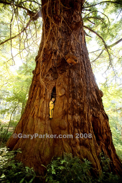  Romeo Dev, tiny at 20, within the massive Methuselah Tree, over 1800 years old 