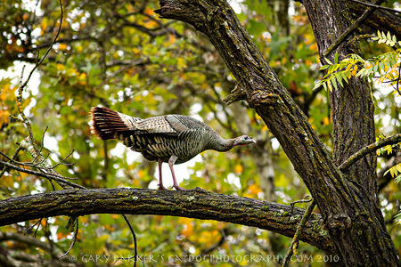 Wild turkey 