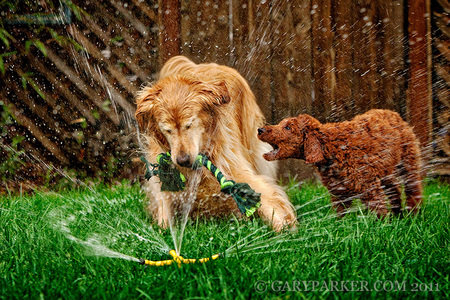 Golden Retriever and red Standard Poodle puppy