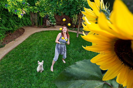 When life brings you lemons, see how many you can juggle...  (dog is West Highland Terrier - aka Westie)