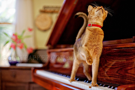 Abyssinian cat marching to the music...