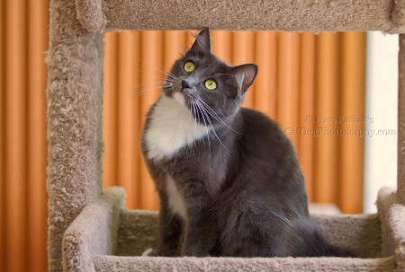 Kitty resident of Humane Society Silicon Valley