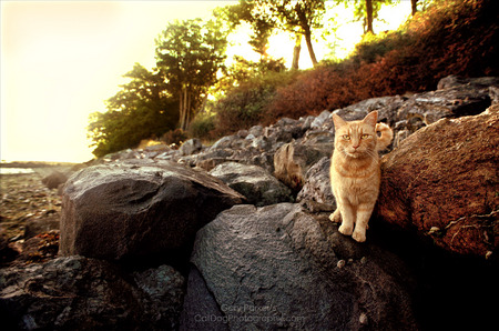 Bold cat on Orcas Island, WA

Click Here for Gary Parker's COMPLETE KidCatDog website
