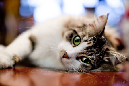 BUSTER, MAINE COON... 
Click Here for Gary Parker's COMPLETE KidCatDog website
