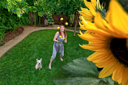 Organic garden, juggling Meyer lemons