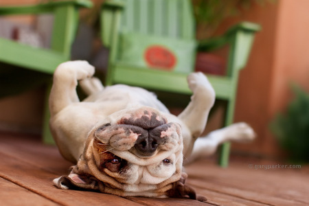 Piggy, an English Bulldog, taking a break from the arduous task of modeling...
Click Here for Gary Parker's COMPLETE KidCatDog website
