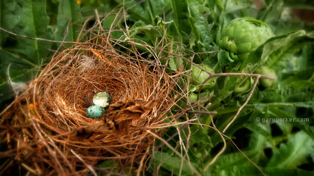 Robin nest fallen into an artichoke plant