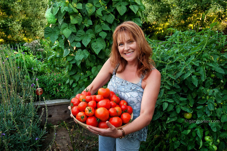 Luscious marinara tomatoes ready for the steamer from pesticide free garden