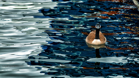 Goose in drizzle / Seattle