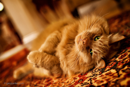 Aslan, Maine Coon - Kitty Yoga