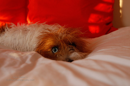 Callie - Dachshund/Australian Shepherd Mix