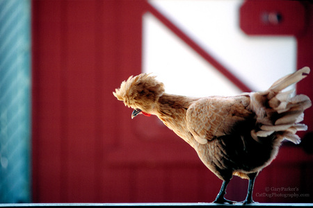 Exotic chicken looking for insects ~amidst~ organic greens