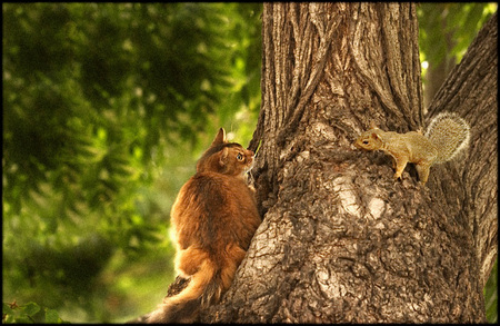 Domestic disturbance...    Squirrel claims walnut tree passed down for generations.  Cat claims walnut tree is Public Domain covered by Fair Use laws...  Both parties threaten litigation/homicide...  Squirrel loses ALL his nuts in housing meltdown...hoping for bailout.